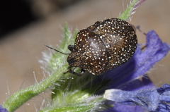 Psacasta exanthematica