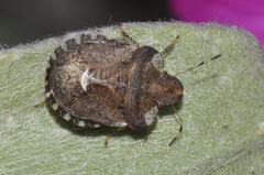 Dyroderes umbraculatus