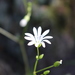 Stellaria montana - Photo (c) Fabien Piednoir,  זכויות יוצרים חלקיות (CC BY-SA), הועלה על ידי Fabien Piednoir