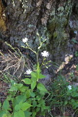 Stellaria montana
