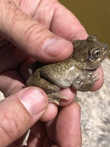 Great Basin Spadefoot