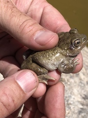 Great Basin Spadefoot photo 3