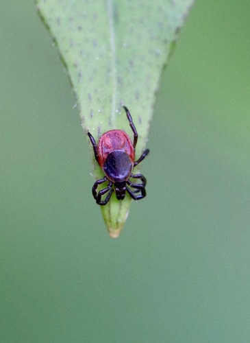 Eastern Black-legged Tick, 90 Drabbington Way, Weston, MA 02493, USA, photo 6 of 10