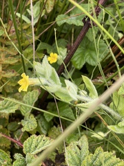 Erythranthe ptilota