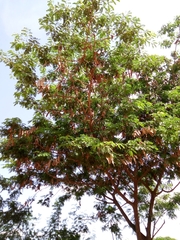 Albizia lebbeck