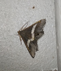Chiasmia nora