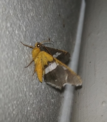 Chiasmia nora
