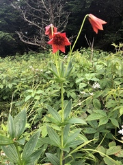 Lilium grayi