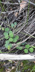 Oxalis orbicularis