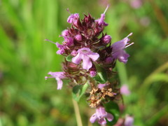 Serpyllum