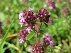 Serpyllum