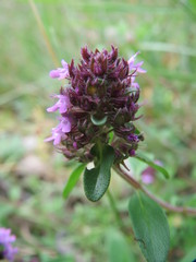 Serpyllum
