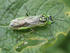 Rhogogaster viridis