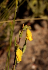 Hermannia aff-denudata