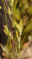 Hermannia aff-denudata