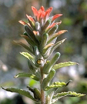 Field Paintbrush
