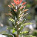 Castilleja agrestis - Photo (c) Smithsonian Institution, National Museum of Natural History, Department of Botany, some rights reserved (CC BY-NC-SA)