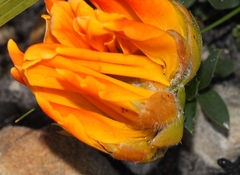 Liparia splendens comantha