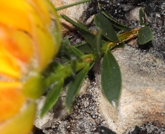 Liparia splendens comantha