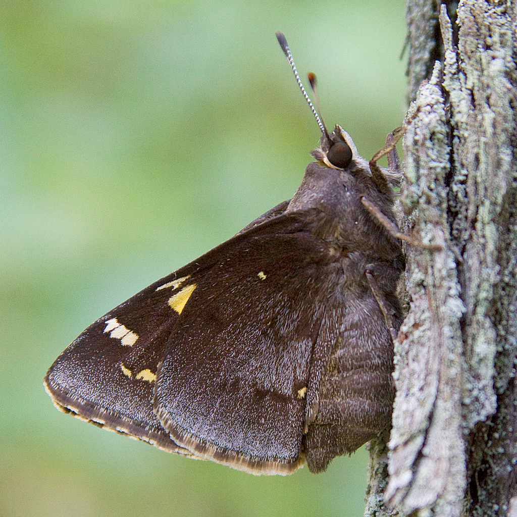 Cofaqui Giant-Skipper