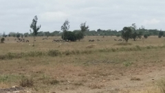 Connochaetes taurinus albojubatus