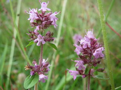 Serpyllum
