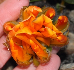 Liparia splendens comantha