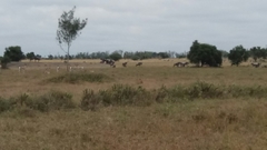 Connochaetes taurinus albojubatus