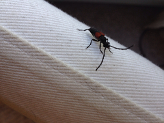 Stictoleptura canadensis