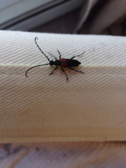 Stictoleptura canadensis