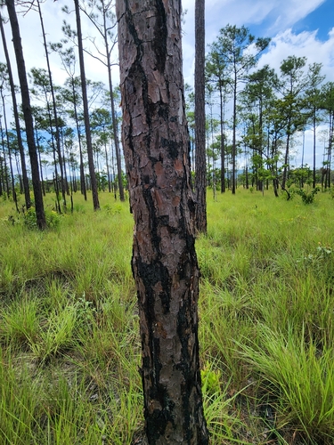 Image of Pinus caribaea by (c) Scott Allen Davis, some rights reserved (CC BY)