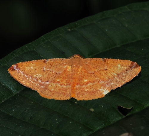 Pyrinia arxata