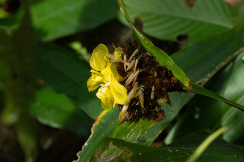 Rapatea paludosa (Rapatea paludosa)