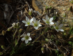 Sabulina nuttallii