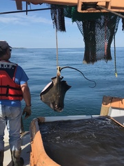 Bathytoshia centroura