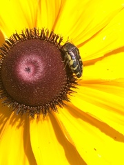 Acmaeodera pulchella