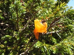 Gymnosporangium tremelloides