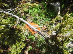 Gymnosporangium tremelloides