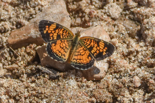 Pearl Crescent photographed in Oklahoma
