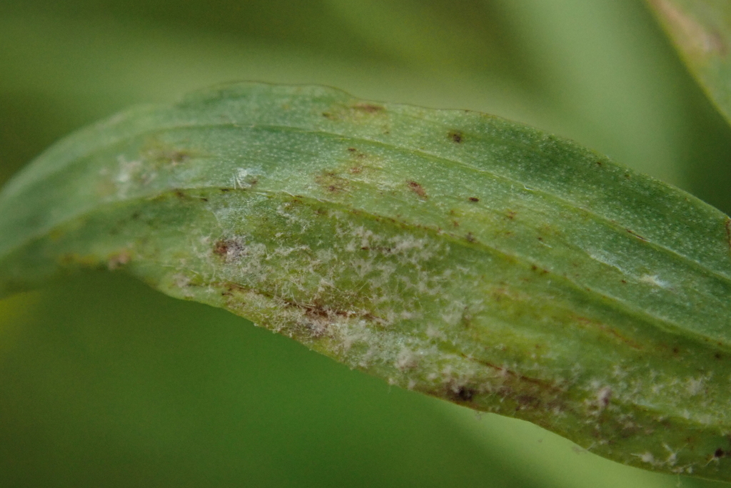 Peronospora fulva