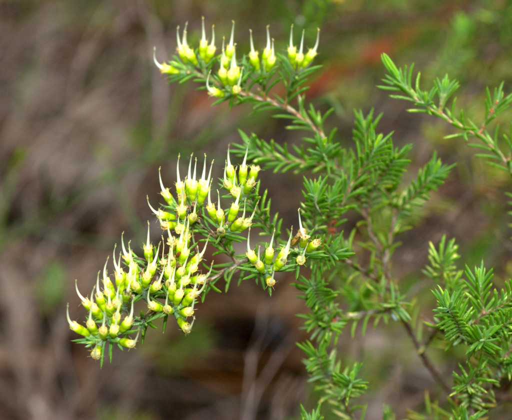 Homoranthus melanostictus