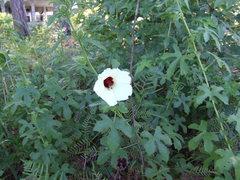 Hibiscus aculeatus