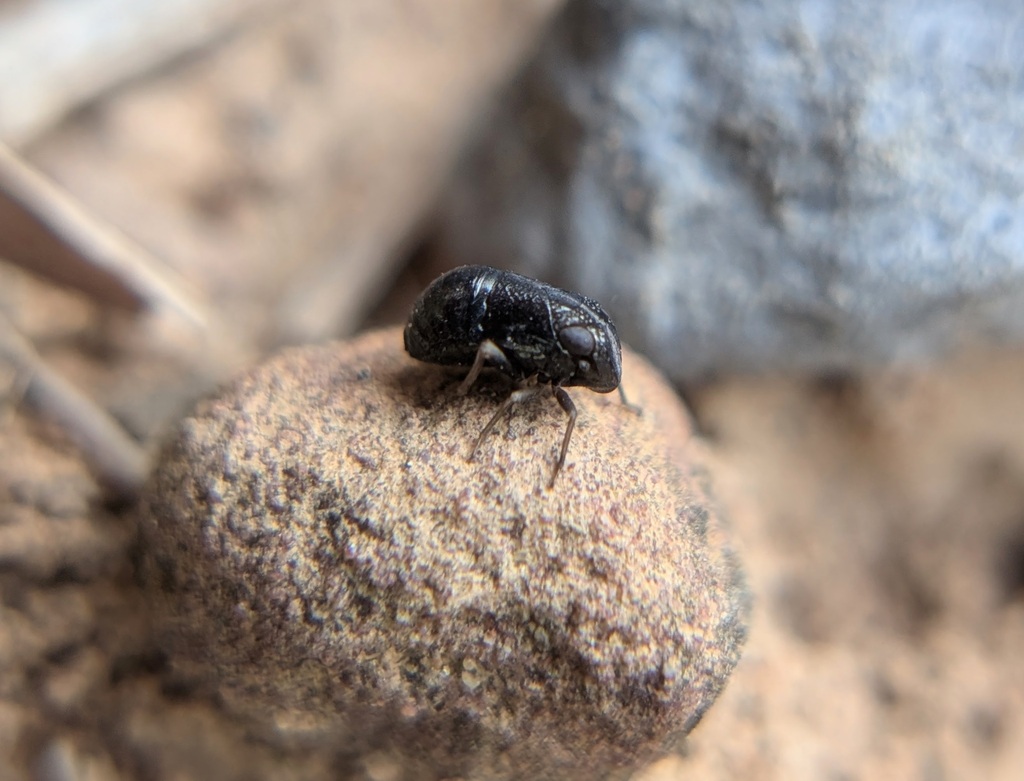 Bruchomorpha minima