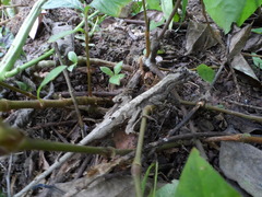 Anolis lyra