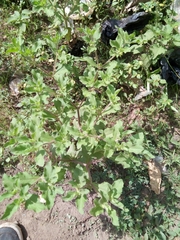 Acanthospermum hispidum