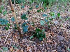 Rubus nepalensis