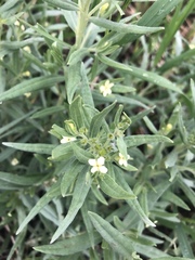 Lithospermum ruderale