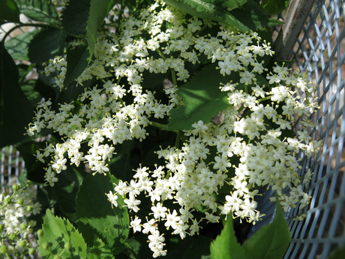 Sambucus nigra
