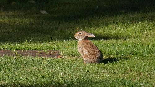 Eastern Cottontail photographed in New Jersey