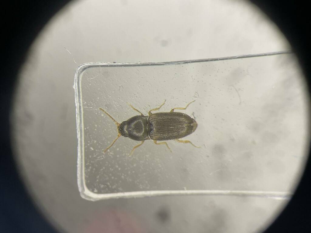 Zorochros melsheimeri